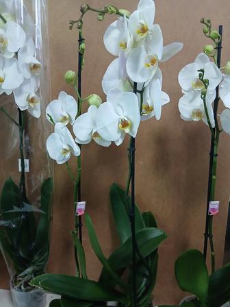 Белая Орхидея из Голландии высокие
