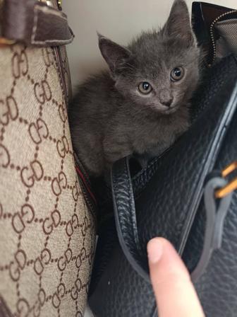 Отдам котенка хорошему руку