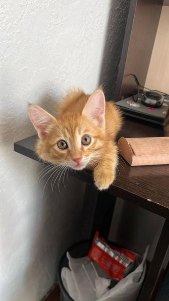 Чудесный милый котенок