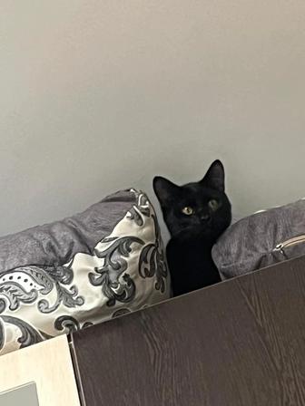 Ищет дом умный черный котенок, волшебное чудо!
