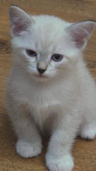 Мальчик полу сиам бесплатно