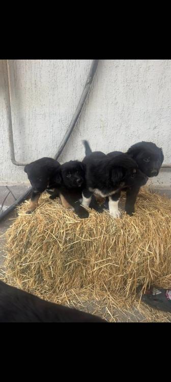 Отдам щенков в хорошие руки, 2 месяца