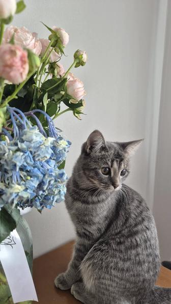 Кошка в хорошие руки