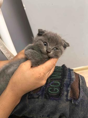 Котята шотландцы