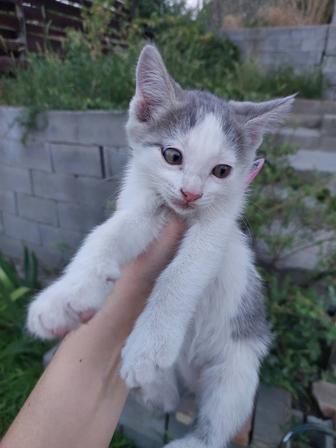 Отдам котят