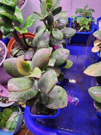 Толстянка (Денежное дерево) в Шымкенте. Свежие саженцы