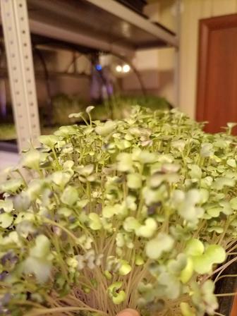 Микро зелень доставка