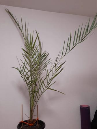 Продам пальму