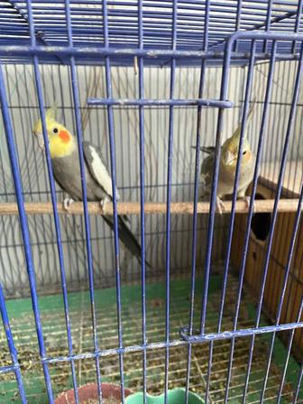 Продам попугаев