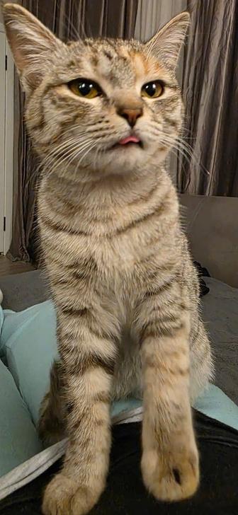 Котенок полосато-серый трехцветный