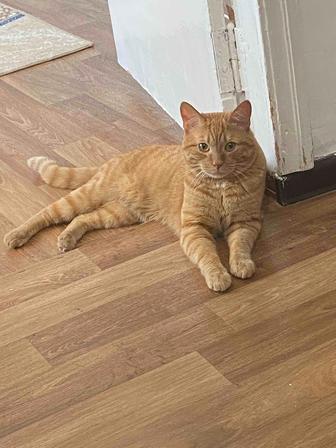 Отдам в хорошие руки Кот