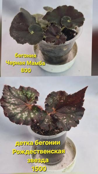 Комнатные цветы на продажу