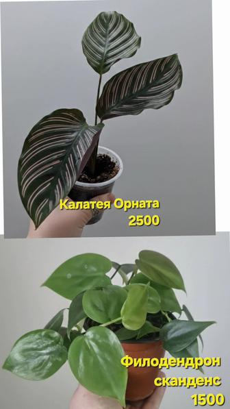 Комнатные цветы на продажу