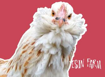 Инкубационные яйца породные куры из Россий под заказ, поставка