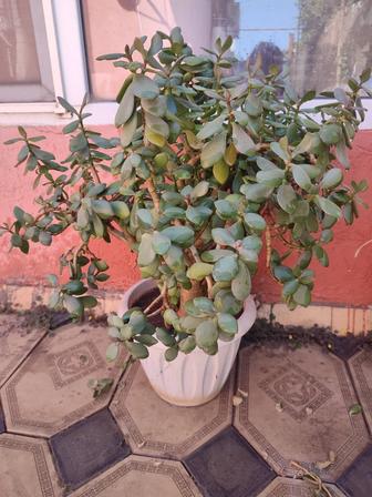 Денежное дерево продам