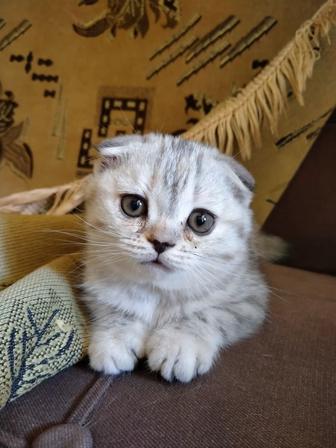 Скоттиш фолд