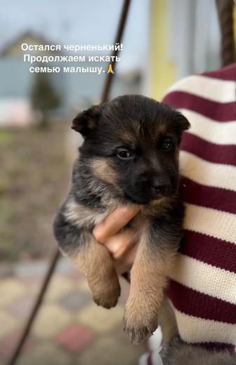 Ищу семью для щенка