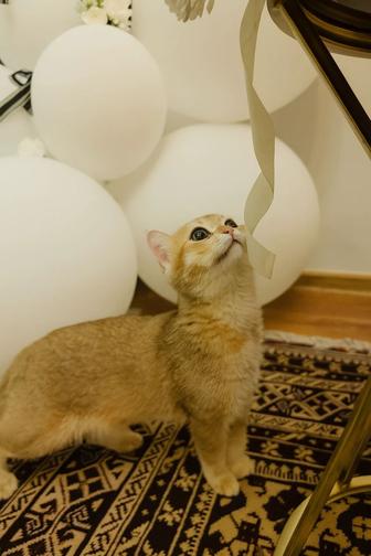 Котенок Золотая Шиншила