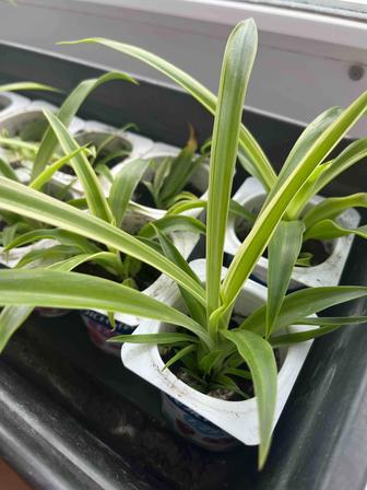 Хлорофитум