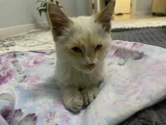 Отдам котенка в добрые руки