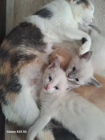 Кошки