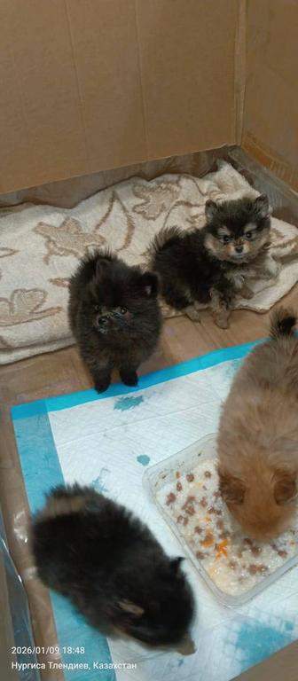 Продам щенков шпица