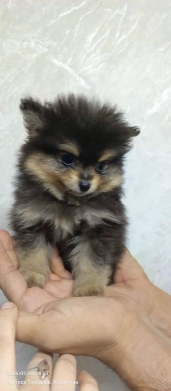 Продам щенков шпица
