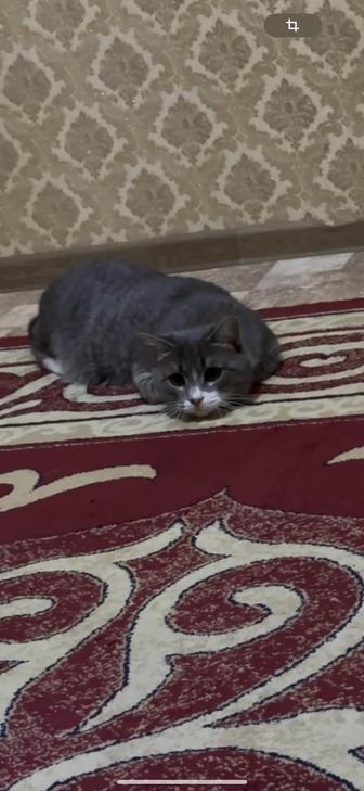 Отдам кота в хорошие руки