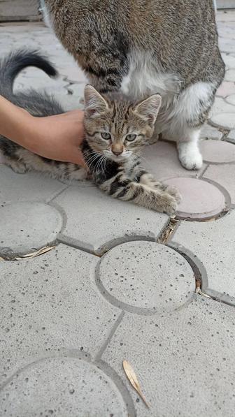 Одам бесплатно котят