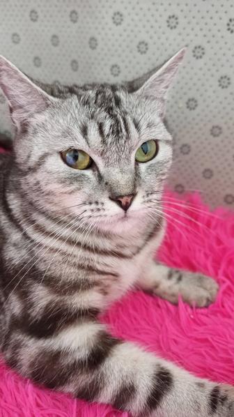 Отдается кошечка 2 года