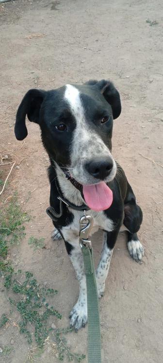 Отдам алабая в хорошие руки