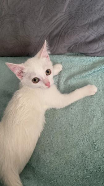 Котенок в добрые руки !!