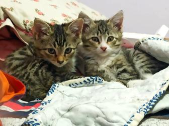 Котята котенок кот кошка мальчики Питомцы животные отдам