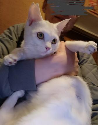 Котенок девочка стерилизованная