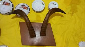 Рога козла настоящие трофейные