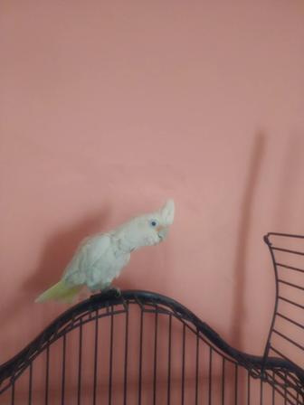 Попугай Какаду Гоффина