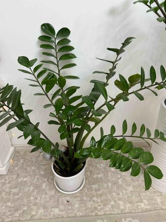 Продам долларовое дерево