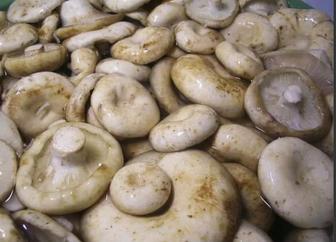 Грибы.Грузди.