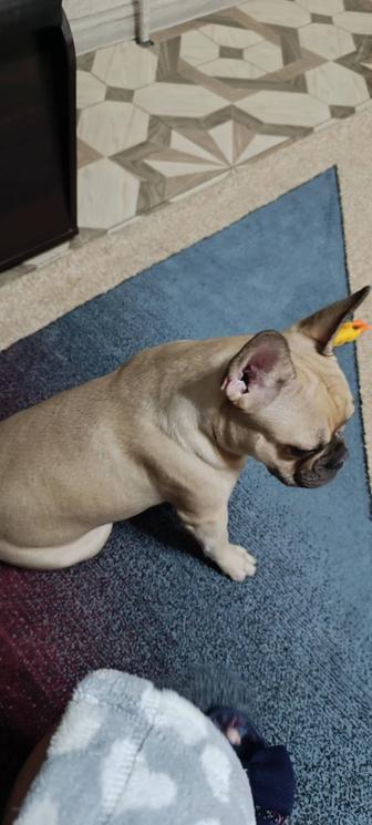 Французский бульдог