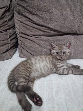 Котенок британский 2 месяца
