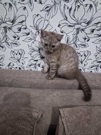 Котенок британский 2 месяца