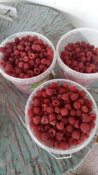 Продам дачную малину