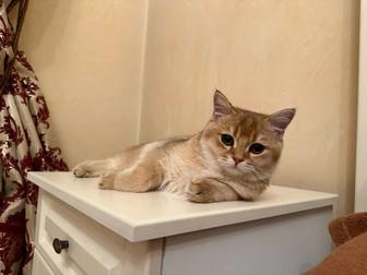 Британская шиншилла