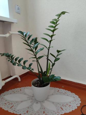 Продам долларовое дерево