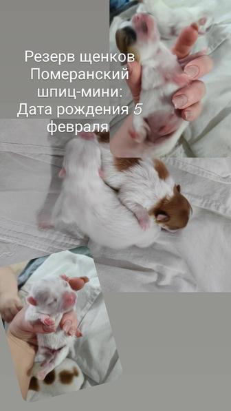 Резерв, продажа щенков