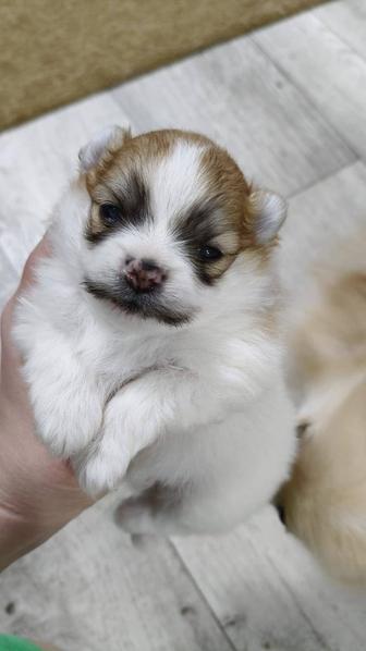 Резерв, продажа щенков