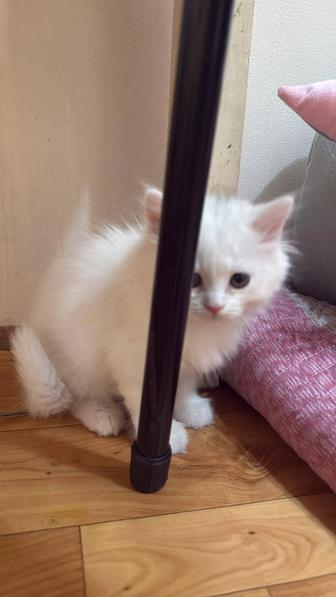 Шотландский котик