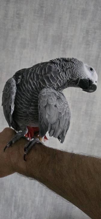 Попугай Жако