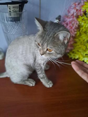 Найден кот стриженный как львенок