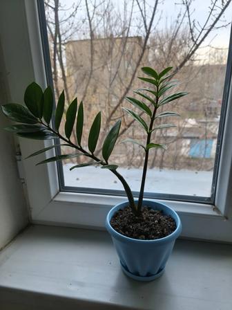 Долларовый цветок( замиокулькас) 1500 т